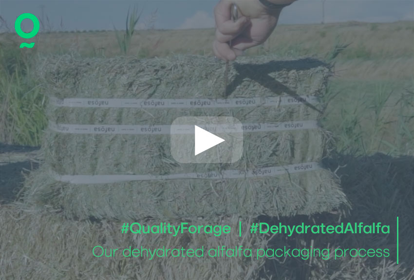 Our dehydrated alfalfa packaging process
