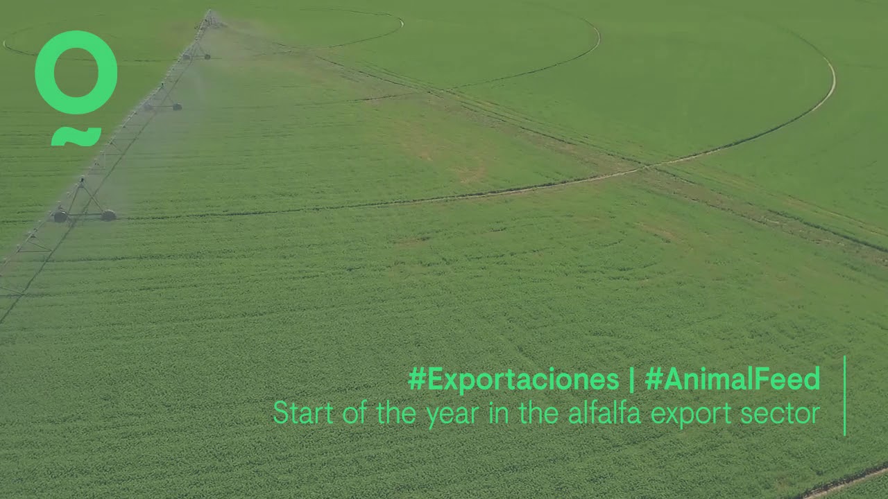 Start of the year in the alfalfa export sector