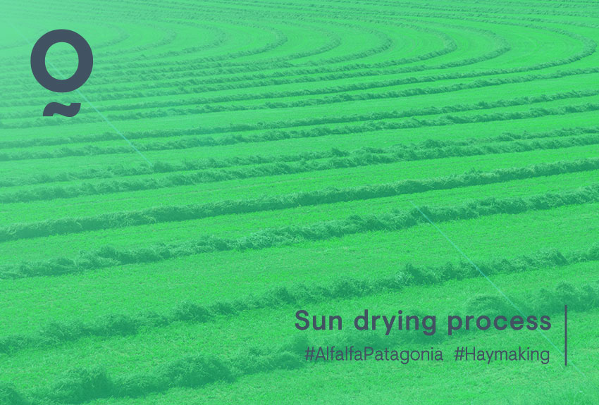 Alfalfa from Patagonia – Sun drying process