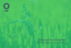 Oatsmiel animal feeding europe production and distribution sales alfalfa and forage oats middle east asia