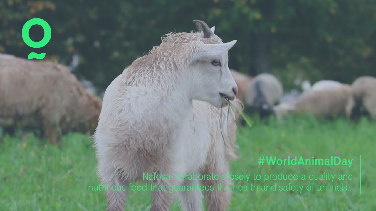 Nafosa celebrates World Animal Day