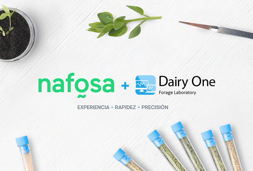 Nafosa, at the forefront in the animal feed sector