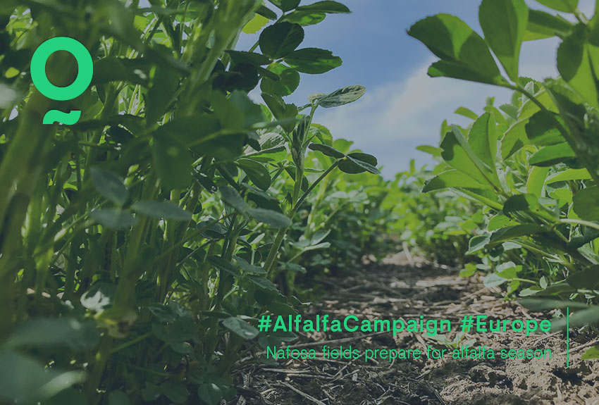 Alfalfa cut campaign and buy dehydrated alfalfa bales and pellet in Europe spanish production worldwide shipping of forage to Korea Japan China